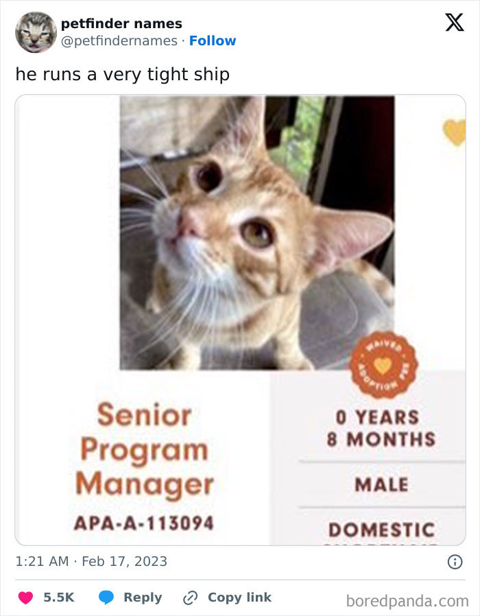 Orange tabby cat with caption Senior Program Manager, showcasing clever pet names that deserve an award.