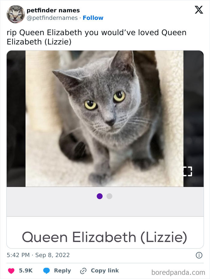 Gray cat named Queen Elizabeth Lizzie with bright eyes featured in a post about award-worthy pet names.