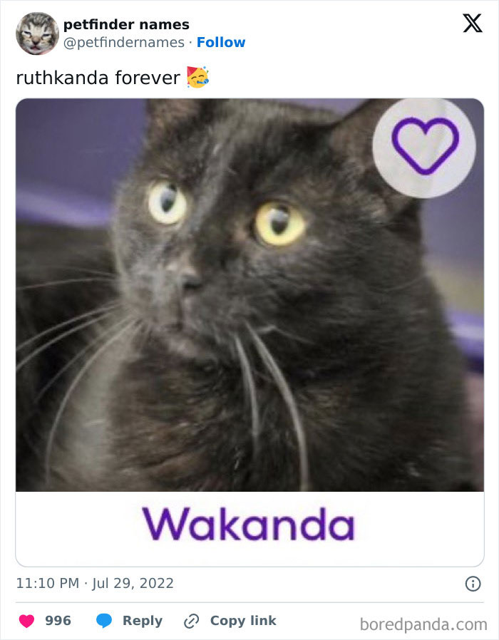 Black cat with yellow eyes named Wakanda, showcasing one of the best pet names deserving an award.