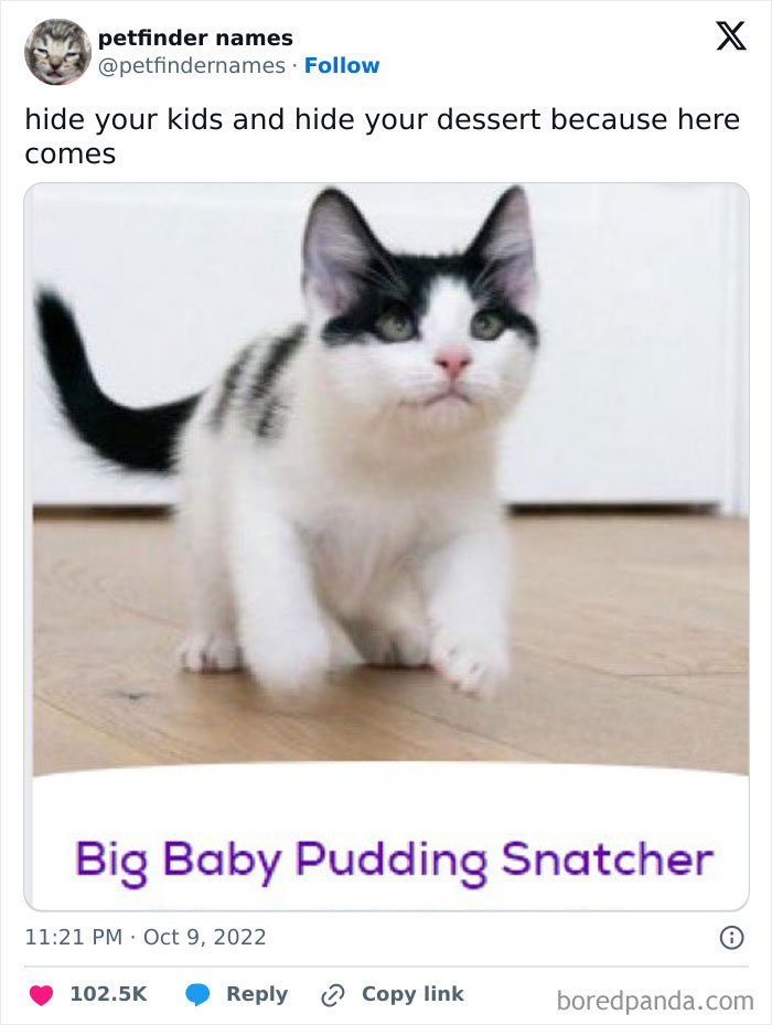 Playful black and white kitten walking on wooden floor with award-worthy pet name Big Baby Pudding Snatcher shown on screen.