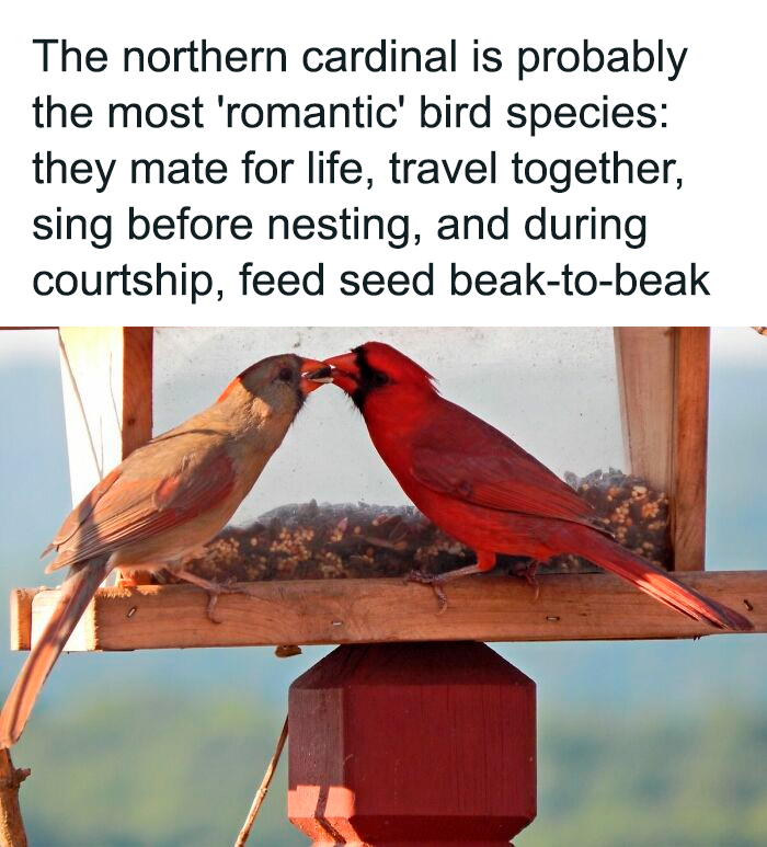 Two northern cardinal birds feeding each other seed beak-to-beak, showcasing cute animal moments for positivity.