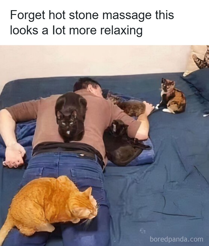 Man lying on bed with multiple cats resting on his back and legs, showing relaxing cat memes for holidays.