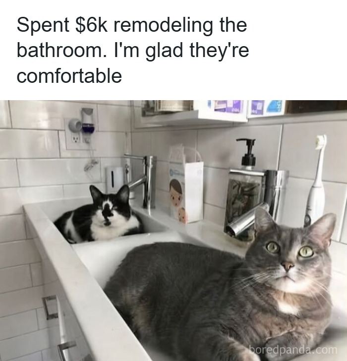 Two cats comfortably sitting in a remodeled bathroom sink, perfect for holiday cat memes and festive fun.