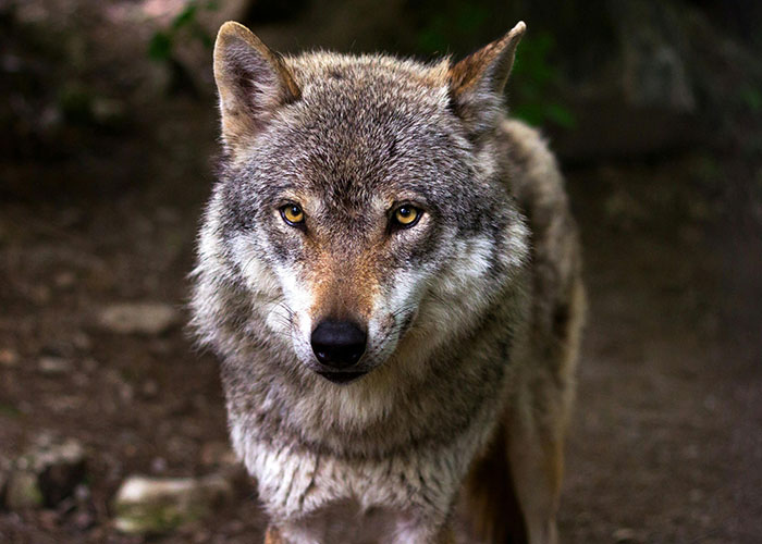 Wolf with intense yellow eyes staring in a remote and isolated place, evoking creepy and mysterious feelings.