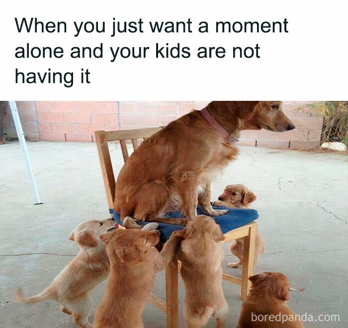 Funny and savage parenting meme showing a dog seeking a moment alone while surrounded by demanding puppies.