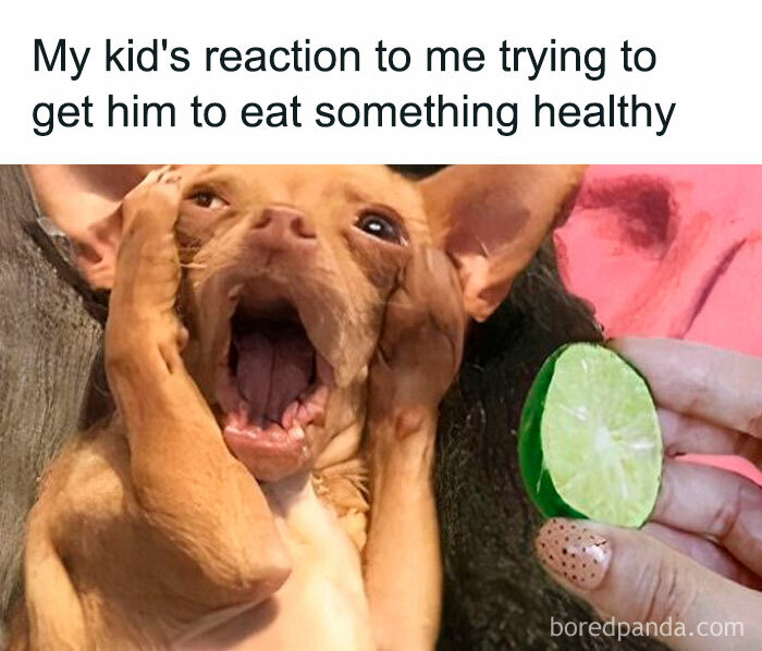 Funny and savage parenting meme showing a dog reacting dramatically to being offered healthy food by a parent.