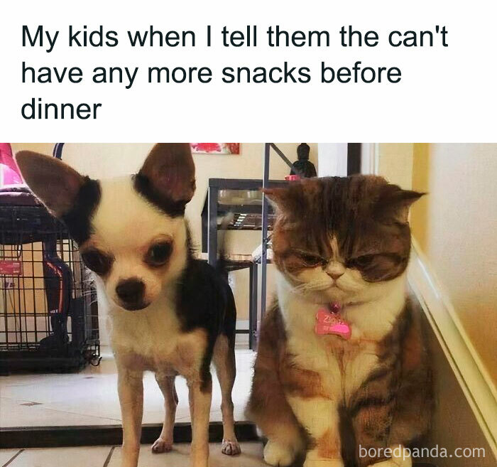 Funny and savage parenting meme showing a dog and cat looking disappointed about no more snacks before dinner.