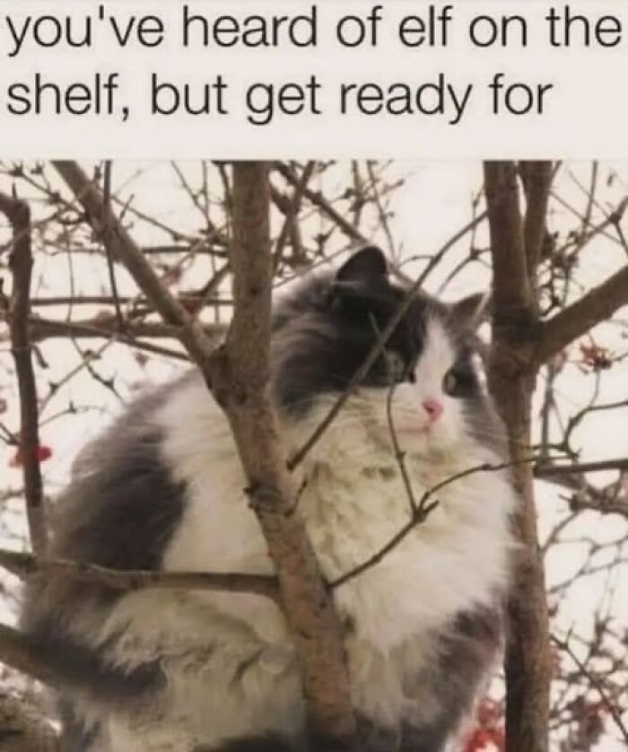 Fluffy cat perched high in a tree, showcasing one of the many times pets behave like jerks caught by owners.