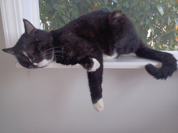 Black and white cat sleeping awkwardly on a windowsill, looking like the Grinch stole its last braincell.