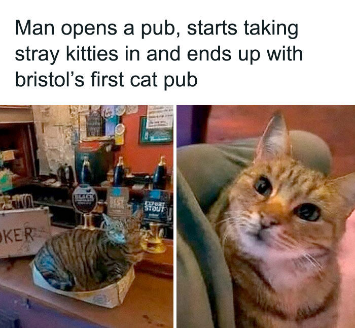 Tabby cat behaving like a jerk lounging in a pub setting, highlighting funny moments cat owners caught their pets acting up.