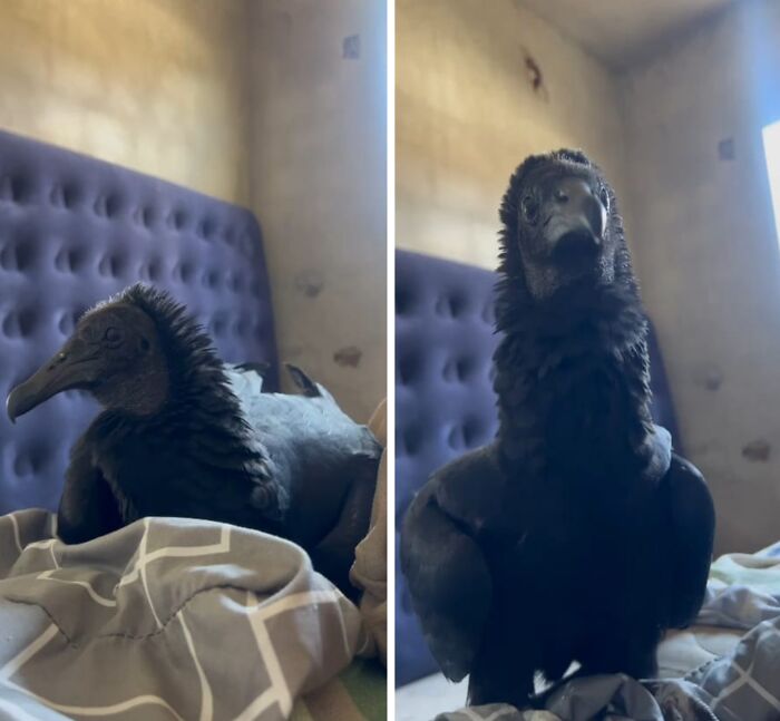 Close bond between a wild vulture and a human shown with the vulture resting comfortably on a bed indoors.
