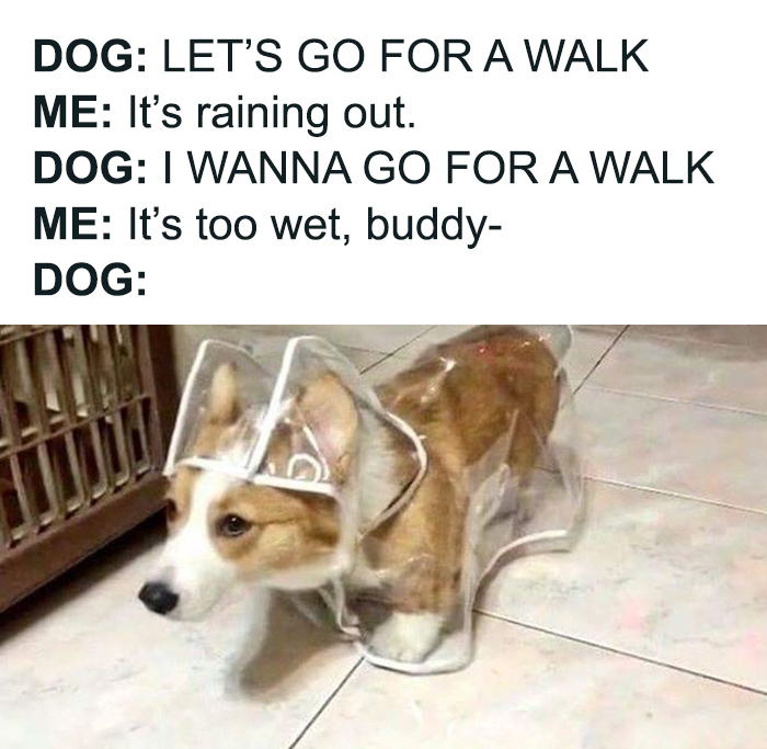 Cute dogs posts showing a corgi wearing a clear raincoat eager to go for a walk despite the rain indoors.