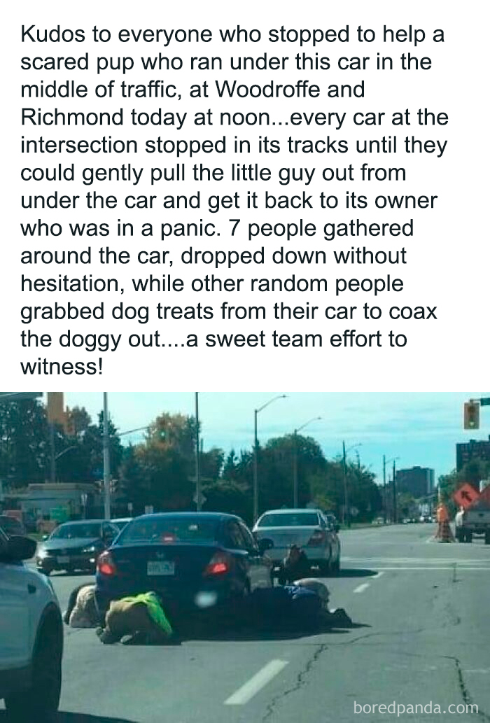 People helping a scared dog trapped under a car in traffic, showing a heartwarming scene for cute dogs posts.