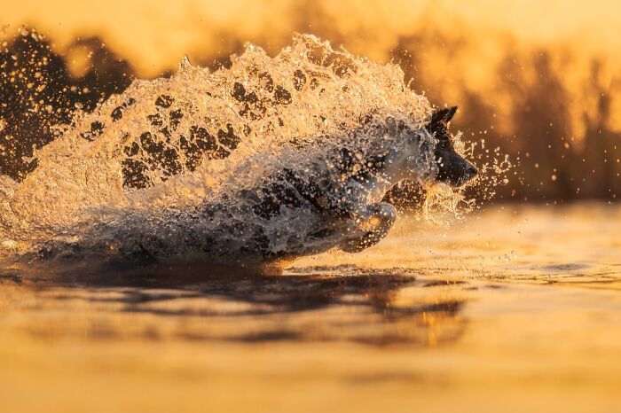 Dog running through water at sunset creating a splash, capturing one of the best dog photos from the International Pet Photography Awards
