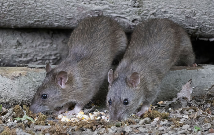 Two wild rats foraging on the forest floor, highlighting common disturbances in the woods affecting sleep.