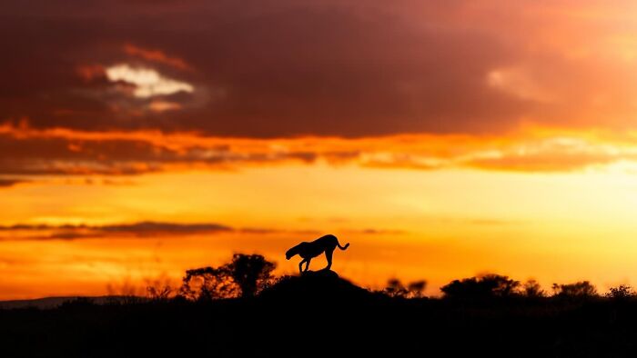 Silhouette of a wild animal standing on a hill at sunset with vibrant orange and yellow sky in the background.