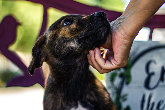 Close-up of a dog being gently petted, highlighting the upset woman’s desire to get a dog despite her old cat. Close-up of a dog being gently petted, highlighting the upset woman’s desire to get a dog despite her old cat.