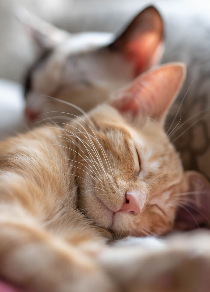 Close-up of an 11-year-old cat peacefully sleeping as family debates rehoming or renaming due to shared name with son Close-up of an 11-year-old cat peacefully sleeping as family debates rehoming or renaming due to shared name with son