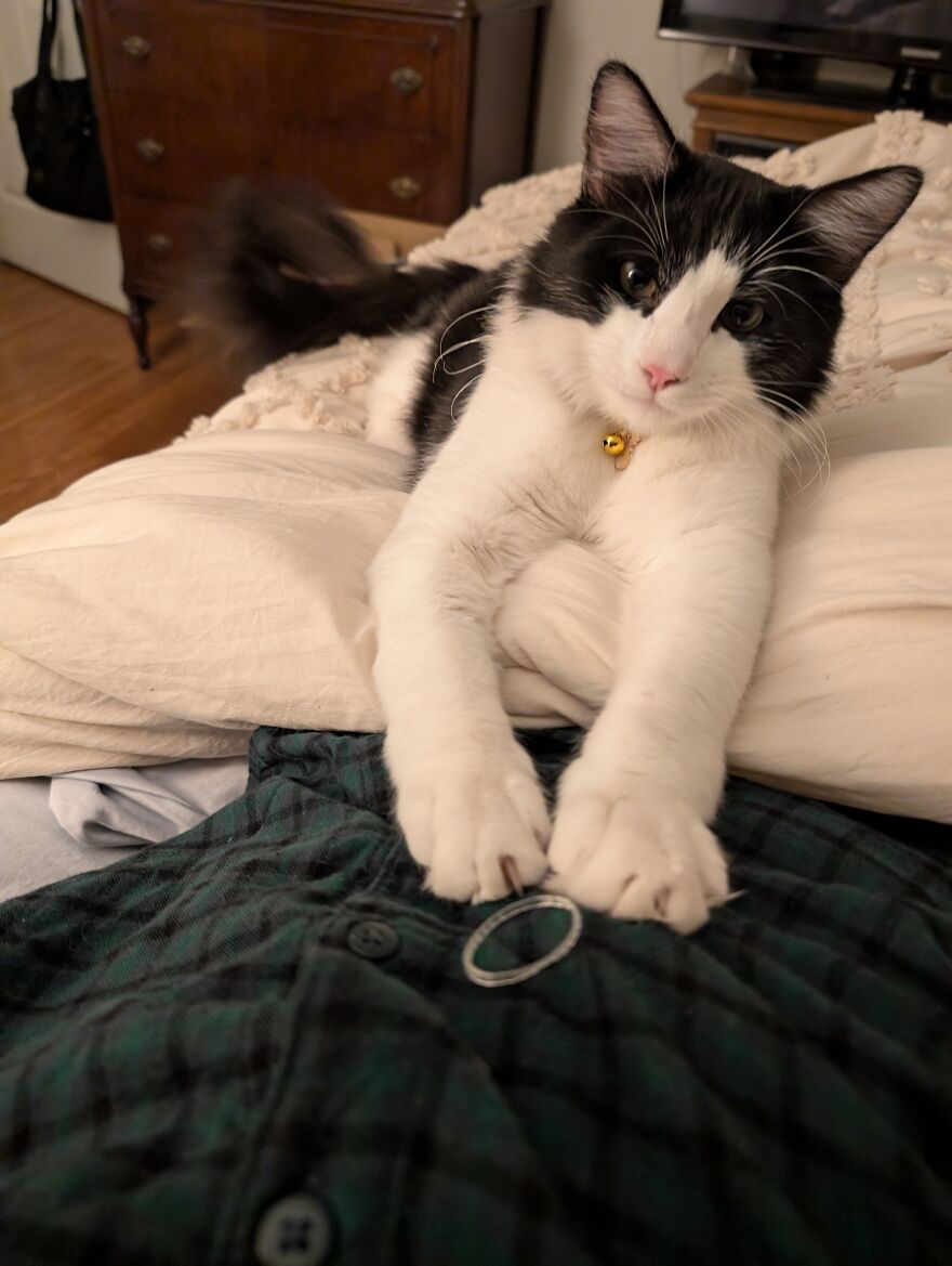 I Think My Cat Think He's Part Dog....