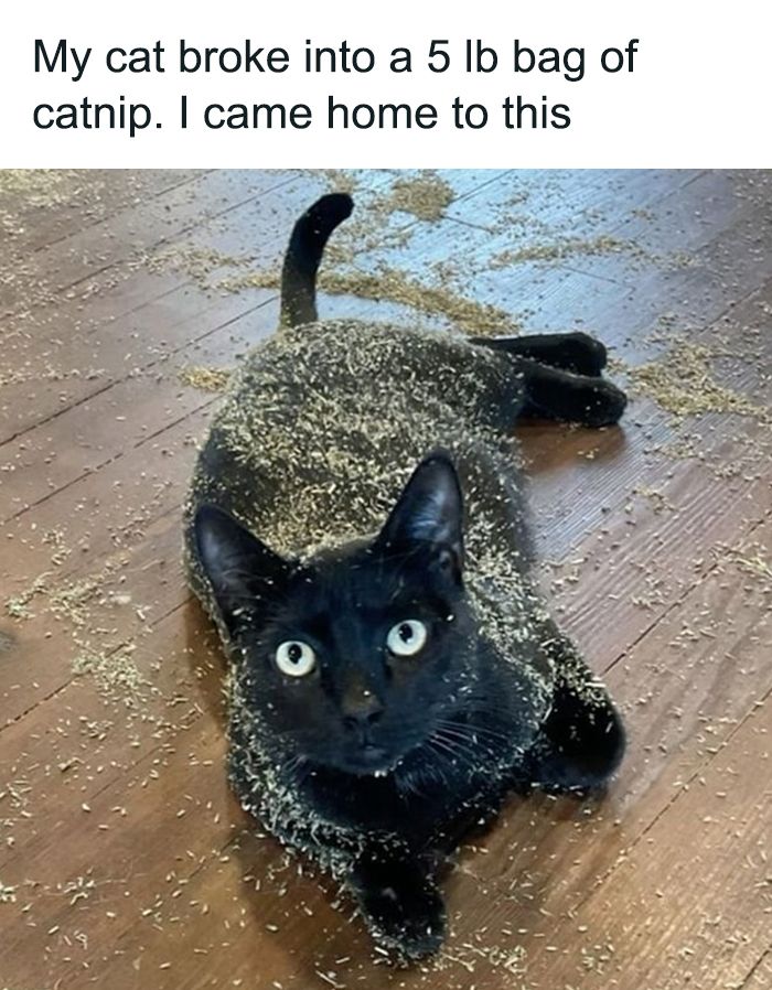 Black cat lying on wooden floor covered in spilled catnip, showing one of many times cat owners caught their adorable pets behaving like jerks