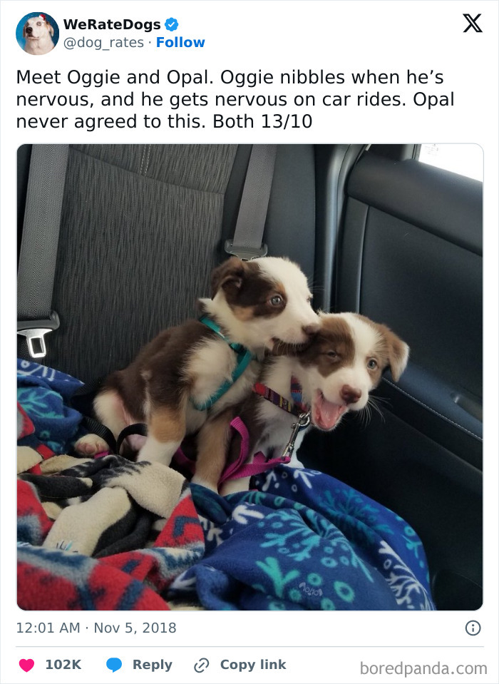 Two adorable puppies sitting on colorful blankets in a car seat, perfect cute dogs posts moment.
