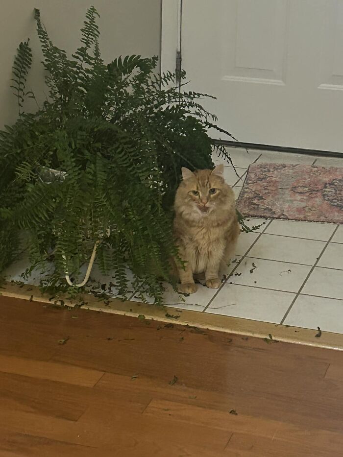 Orange cat sitting among knocked-over plant leaves on floor near a door, showing typical cat owners caught pet behavior.