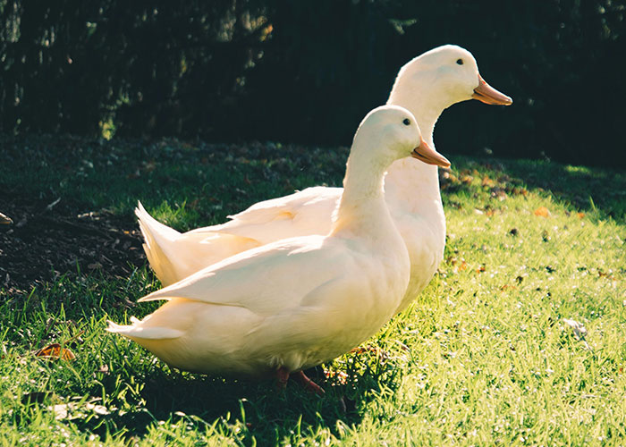 Two white ducks standing on grass in sunlight, illustrating stories about the most insane thing an ex ever did.
