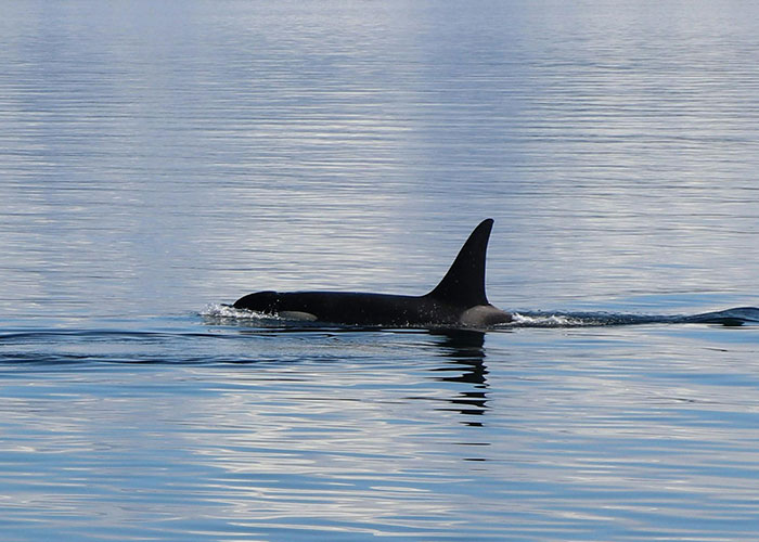 Orca swimming in calm water, a mysterious sight witnessed in remote and isolated places at sea.