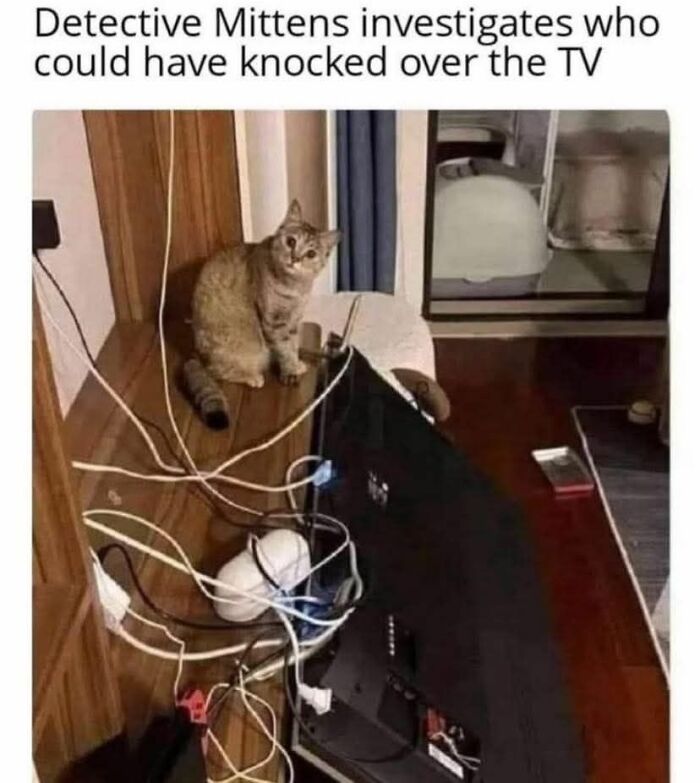 Cat owner catches adorable pet behaving like a jerk next to a knocked-over TV with tangled cables in a living room.