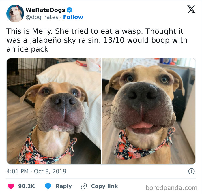 Close-up photos of a cute dog with a swollen snout wearing a floral collar, featured in cute dogs posts.