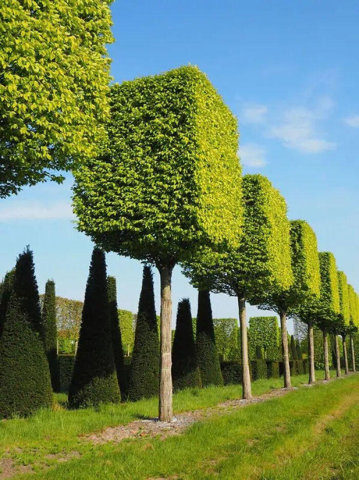 Rows of trippy trees with perfectly shaped cubic and conical foliage under a clear blue sky in a landscaped garden.