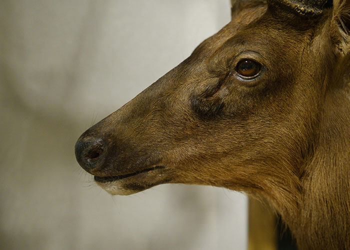 Close-up of a deer’s face in a remote and isolated place, evoking creepy and mysterious wilderness encounters.