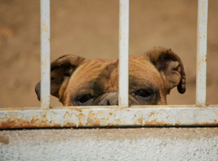 Dog with tired eyes peeking through rusty metal bars, evoking feelings from people who couldn't sleep after time in the woods.