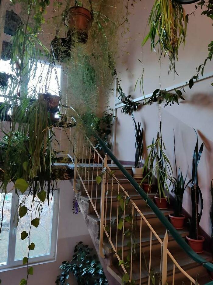Indoor stairway filled with numerous potted and hanging plants in an Eastern Europe home decor style.
