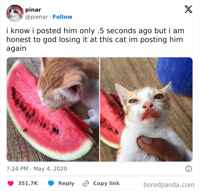 Orange and white cat caught sneaking a bite of watermelon with red juice around its mouth, one of the sneaky pets who tried to steal food.