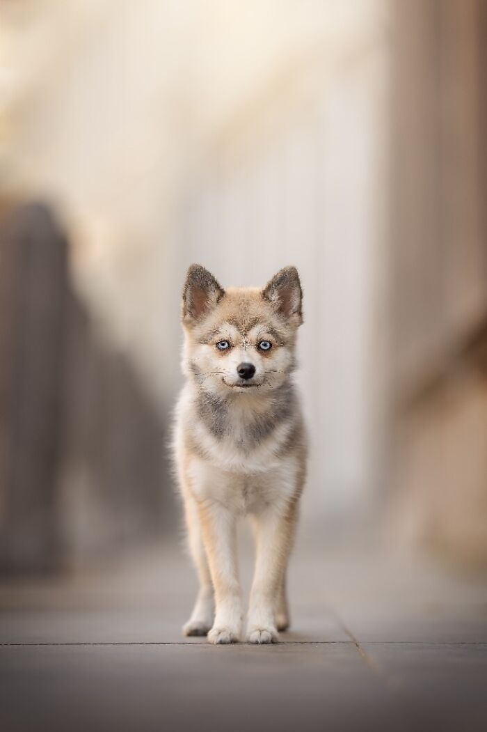 Young dog with blue eyes standing on a city street, one of the best dog photos awarded by pet photography experts.