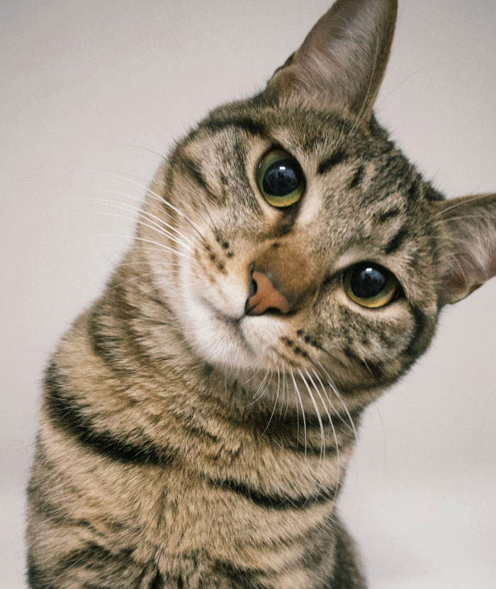 Tabby cat tilting head curiously, linked to family disputes about rehoming or renaming the 11-year-old cat. Tabby cat tilting head curiously, linked to family disputes about rehoming or renaming the 11-year-old cat.