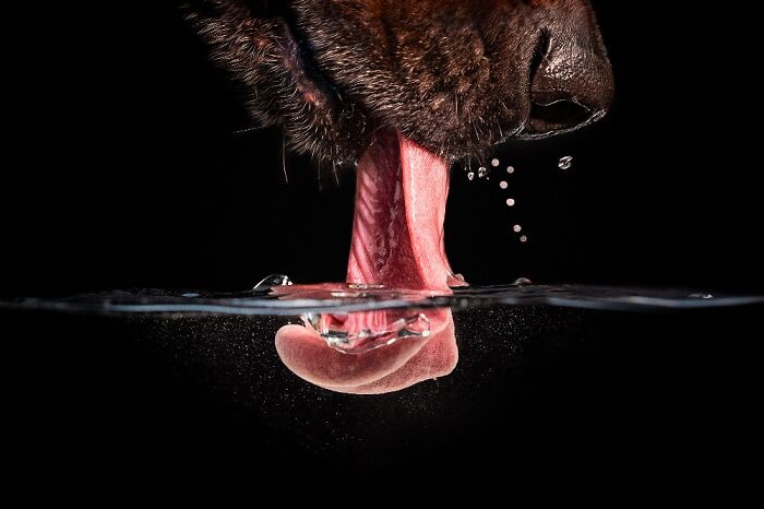 Close-up of a dog drinking water with its tongue partially submerged, showcasing pet photography skills.