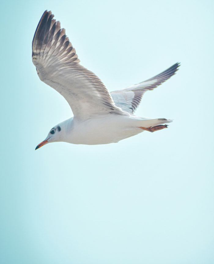 Seagull in flight against a clear sky, capturing one of the rare things people start to question if they really saw.