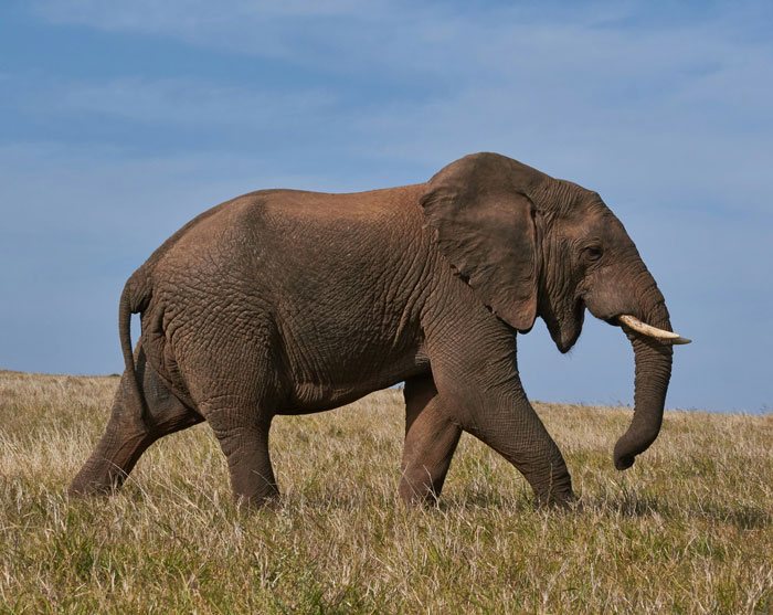 Elephant walking in grassy field under blue sky, symbolizing playful and spicy roasts from little kids to parents.