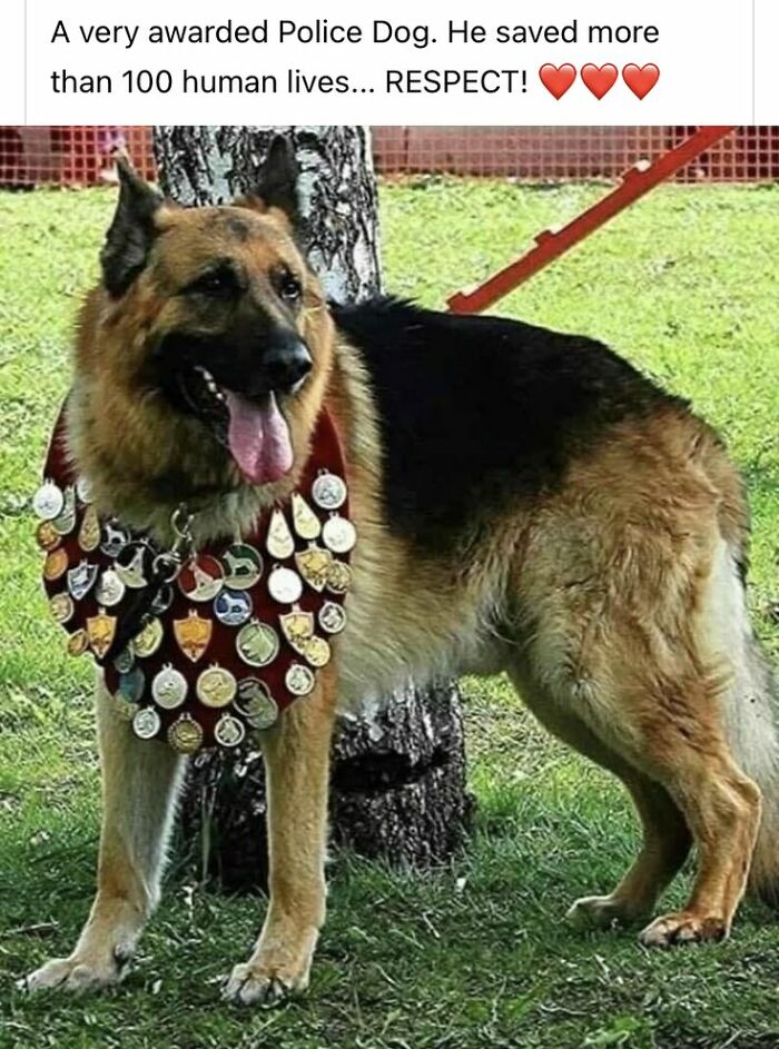 German Shepherd police dog wearing multiple medals, standing outside on grass, showcasing cute dog pics trending online.