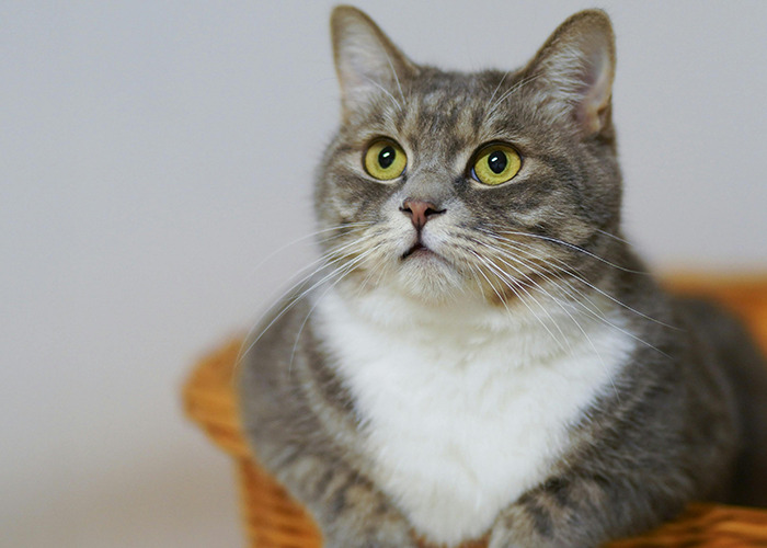 Gray and white cat with wide eyes resting in a basket, illustrating 911 operators sharing dumbest non-emergency calls.