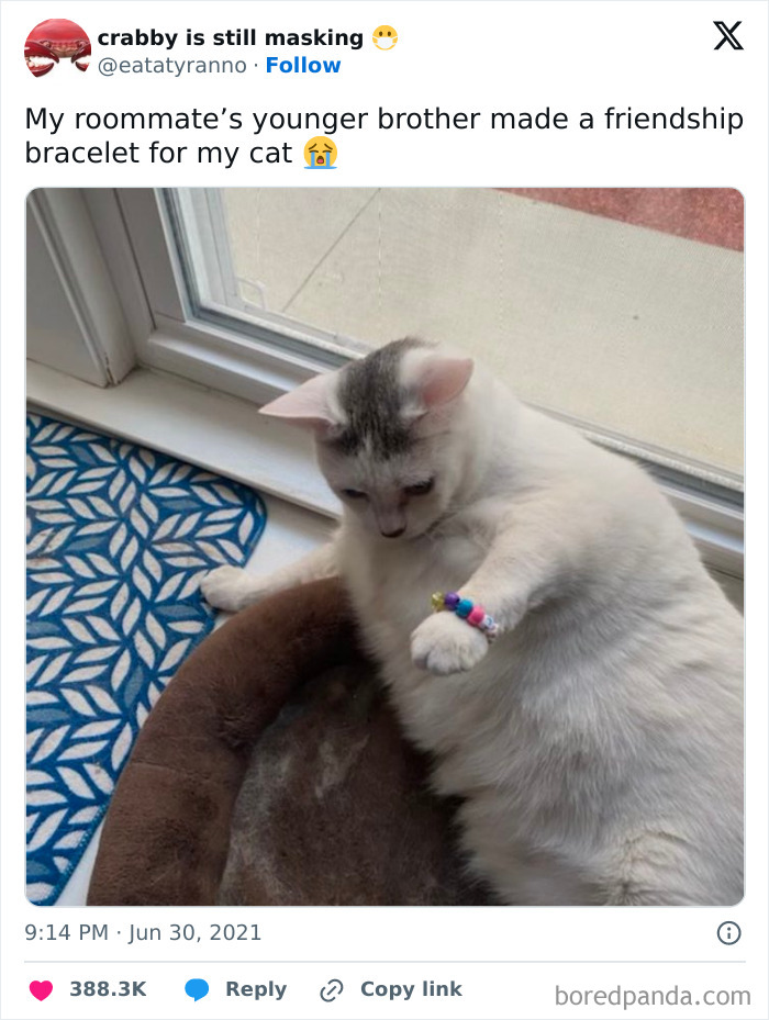 White cat wearing a colorful friendship bracelet on its paw, lying near a window, showcasing weird little cat behavior.
