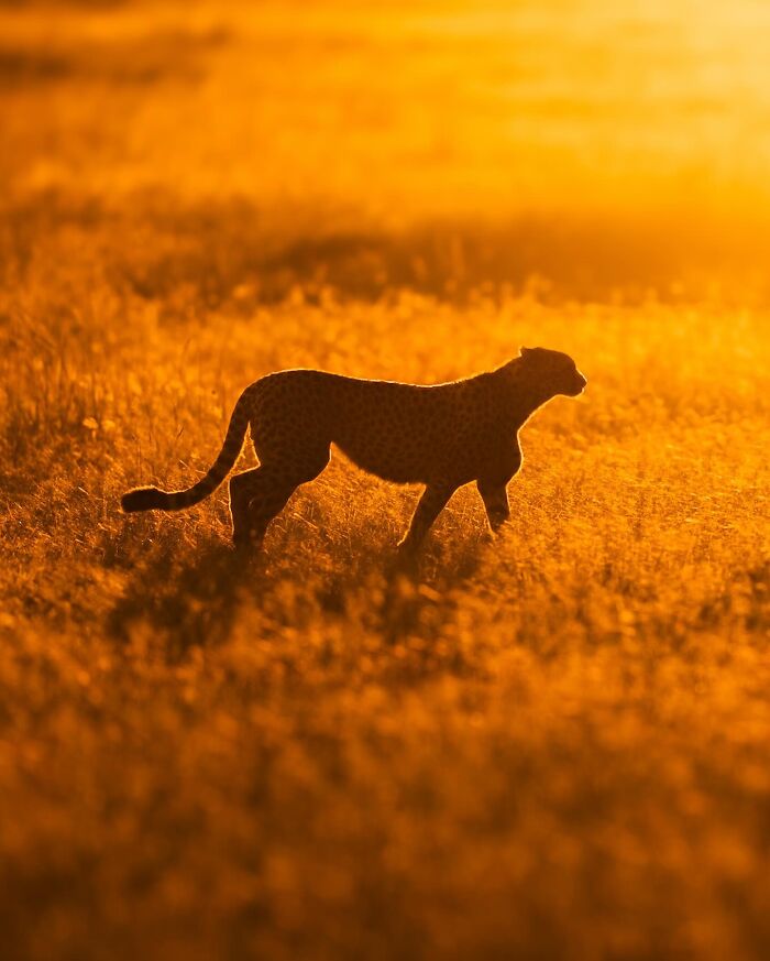 Cheetah wildlife silhouette at sunset, surrounded by golden grasses in a stunning natural scene.