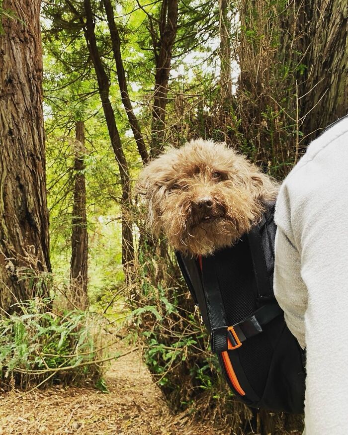 Small fluffy dog in a backpack enjoying city adventures surrounded by tall trees and greenery on a forest path