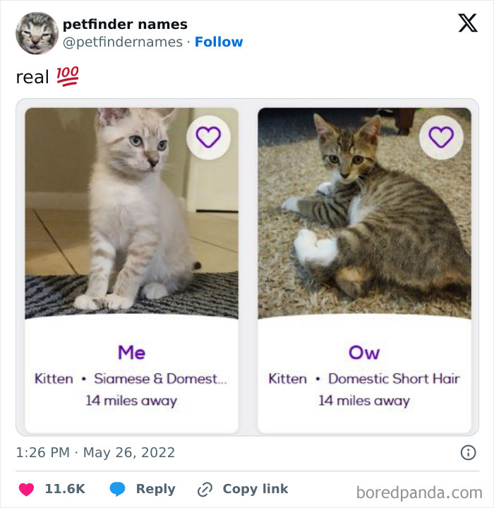 Two kittens named Me and Ow featured on a pet finder app, showcasing clever and award-worthy pet names.