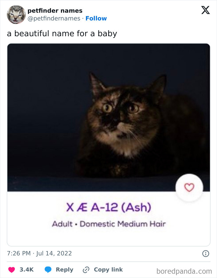 Tortoiseshell cat named X Æ A-12 (Ash) featured as one of the creative pet names worthy of an award.