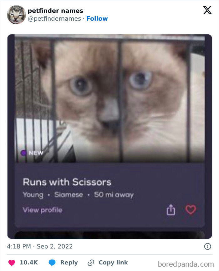 Siamese cat in a cage named Runs with Scissors, showcasing creative pet names deserving an award.