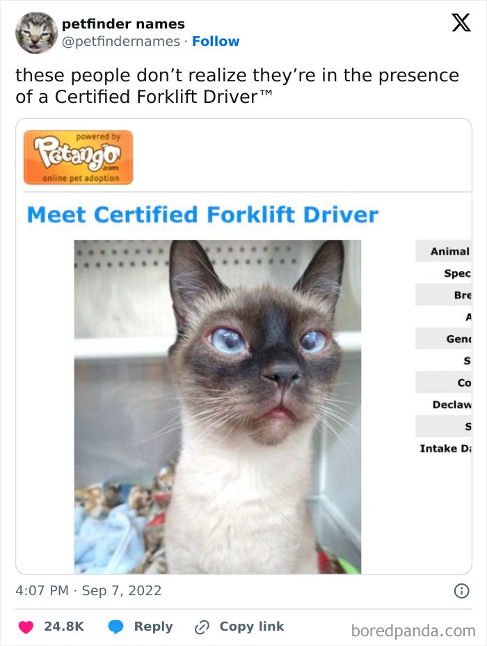 Siamese cat with striking blue eyes named Certified Forklift Driver, showcasing creative pet names that deserve an award.