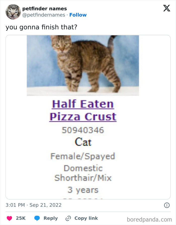 Cat named Half Eaten Pizza Crust shown in petfinder post, illustrating creative pet names deserving an award.